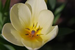 Good morning, sunshine